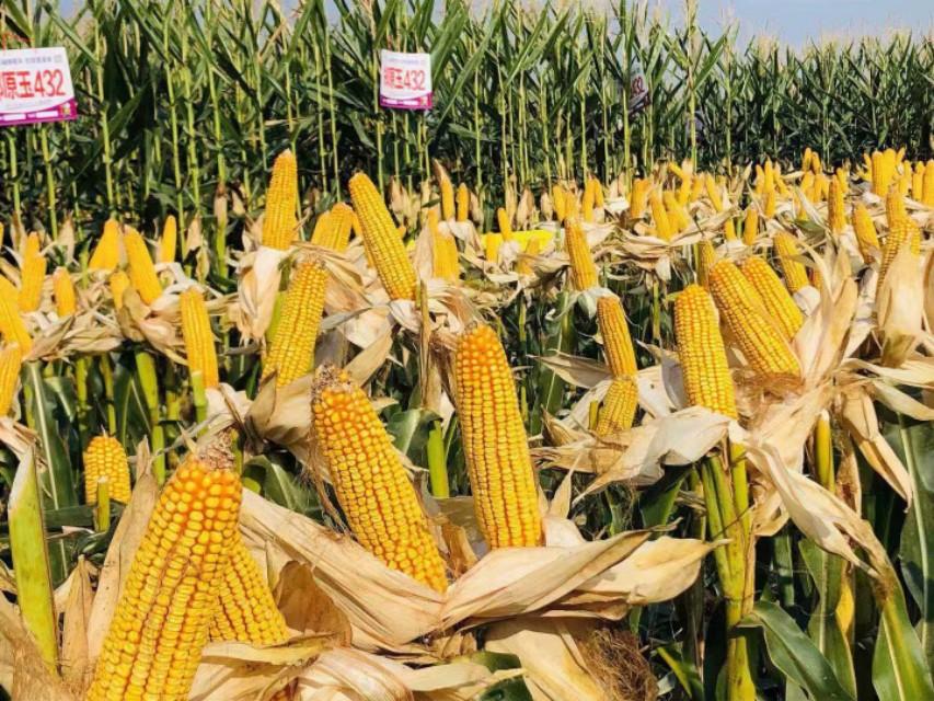 多元文化交融下的新疆地区发展研究